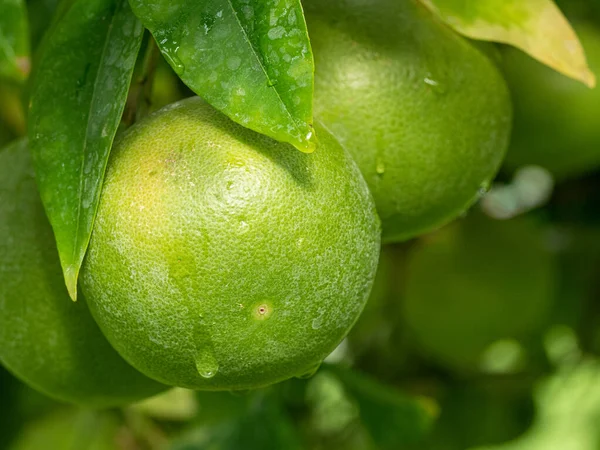 Close Van Groene Grapefruit Boom Tegen Hemelse Achtergrond Tropische Vruchten — Stockfoto