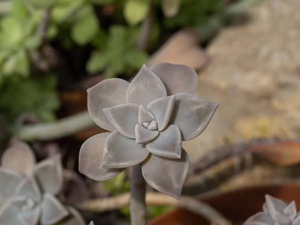 Graptopetalum Paraguayense Ghost Plant Нефритовый Завод Семья Сулачеевых Вид Крупным — стоковое фото