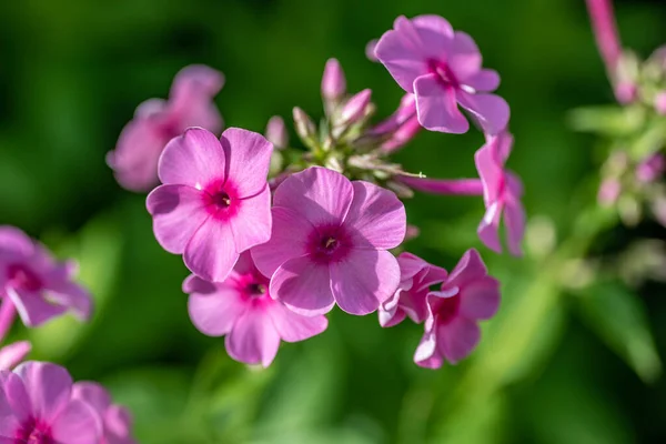 Hortensia Een Geslacht Uit Grassenfamilie Poaceae Prachtige Roze Bloemkop Hortensia — Stockfoto