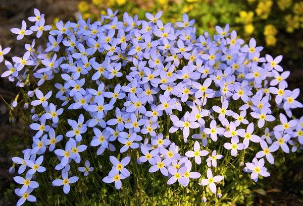 Närbild Houstonia Caeruela Blomma Våren — Stockfoto