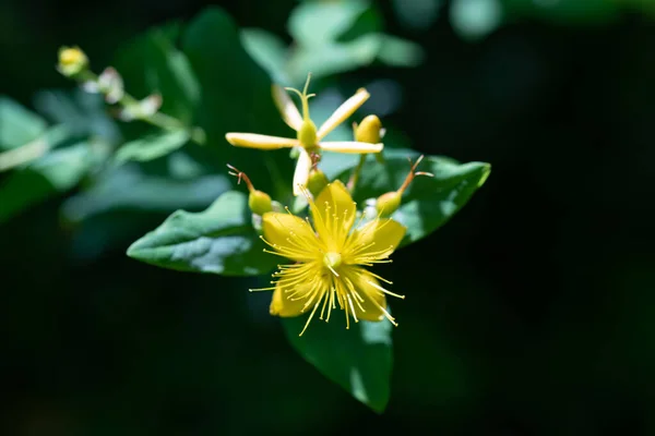 Nahaufnahme Von Hypericum Inodorum Hypericum Xylosteifolium — Stockfoto