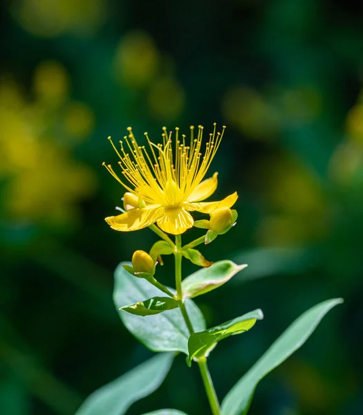 Närbild Hypericum Inodorum Hypericum Xylosteifolium — Stockfoto