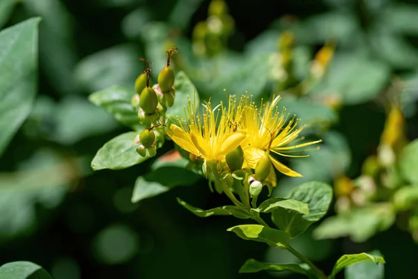 Close Hypericum Inodorum Hypericum Xylosteifolium — Fotografia de Stock