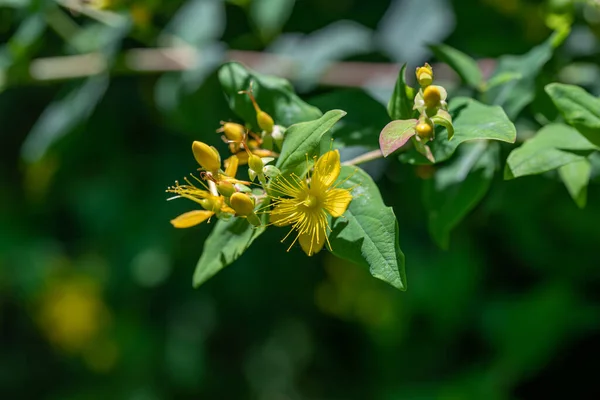 Primer Plano Hypericum Inodorum Hypericum Xylosteifolium — Foto de Stock