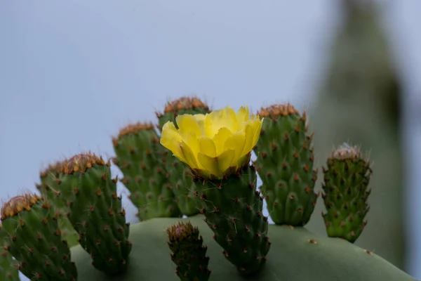 Cactus Poire Épineuse Opuntia Ficus Indica Opuntia Figue Indienne Focalisation — Photo