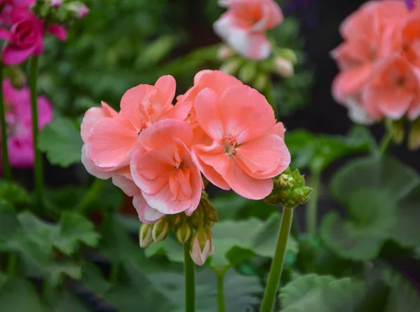 Blooming Lilac Ivy Leaf Pelargonium Ivy Leaved Geranium Geranium Peltatum — Stockfoto