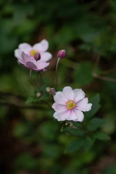 Çiçek Açmış Bir Japon Yüksüğüne Anemone Hupehensis Yakın Plan — Stok fotoğraf