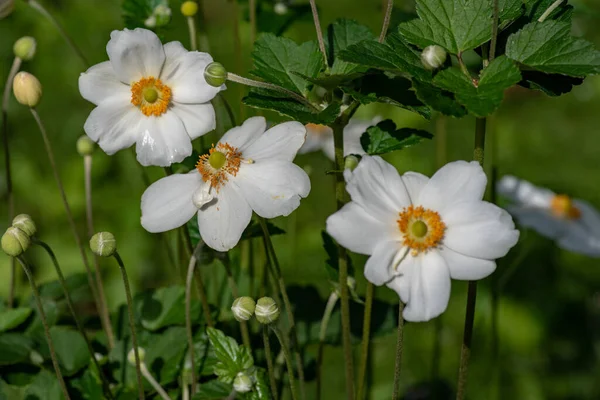 Japanese Anemone Anemone Hupehensis Flower Garden Plant Family Ranunculaceae Aka — Stock Photo, Image