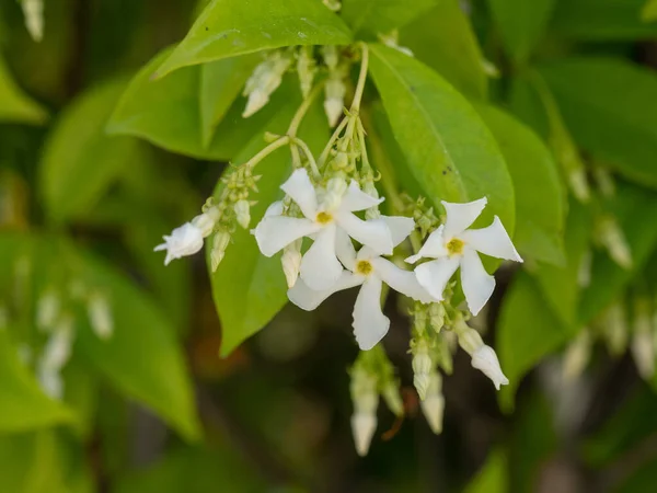 Ramo Jasmim Florescendo Bonito Com Flores Brancas Luz Solar Dia — Fotografia de Stock