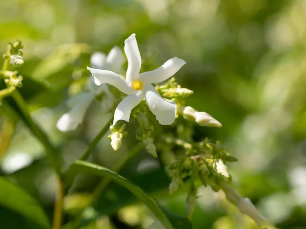 Ramo Jasmim Florescendo Bonito Com Flores Brancas Luz Solar Dia — Fotografia de Stock