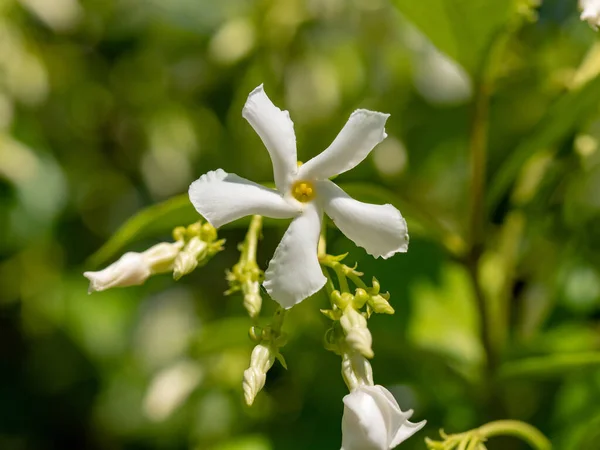 夏の日差しの中で白い花を咲かせる美しいジャスミンの枝晴れた日 — ストック写真