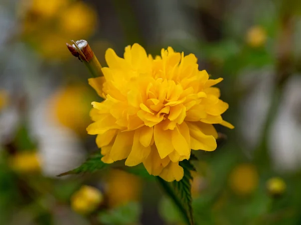Las Flores Amarillas Kerria Japonica Florecen Primavera —  Fotos de Stock