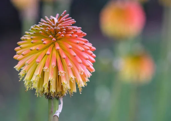 Fleur Lys Flamboyant Kniphofia Uvaria Tritoma Red Hot Poker — Photo