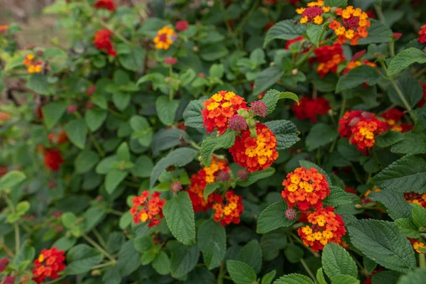 Lantana Camara, Renkli Çit Çiçeği güneyde ve tropikal iklimlerde çok yaygındır.