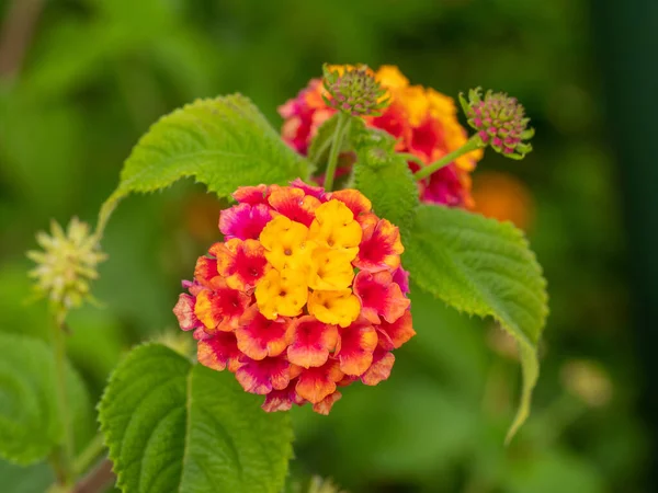 Lantana Blomma Färgen Violett Och Gul Kanariefåglar Lantana Camara — Stockfoto