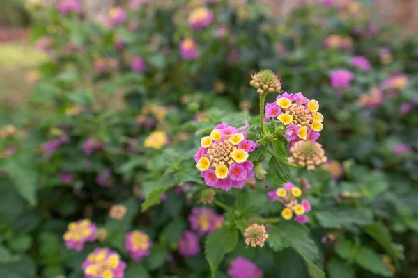 Lantana Camara, Renkli Çit Çiçeği güneyde ve tropikal iklimlerde çok yaygındır.
