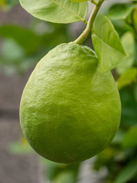 Jardín Ecológico Limones Verdes Rama Limonero —  Fotos de Stock