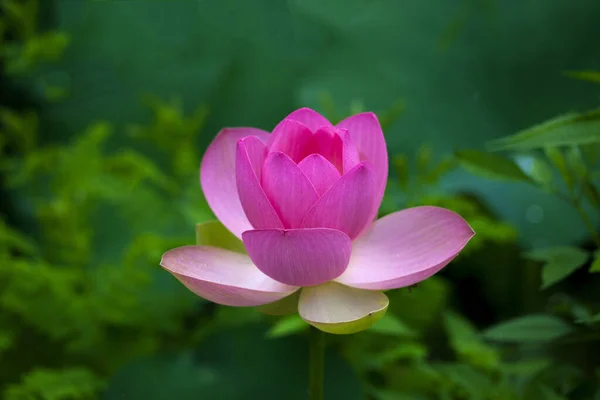 Blisko Kwitnącej Lilii Wodnej Lub Kwiat Lotosu — Zdjęcie stockowe