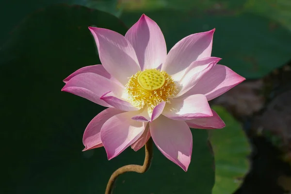 Gros Plan Lotus Fleur Nénuphar Dans Étang — Photo