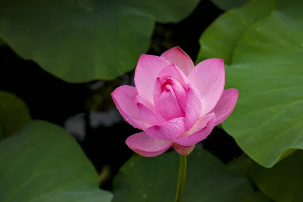 Flor Loto Rosa Fresca Enfoque Cercano Una Hermosa Flor Loto — Foto de Stock