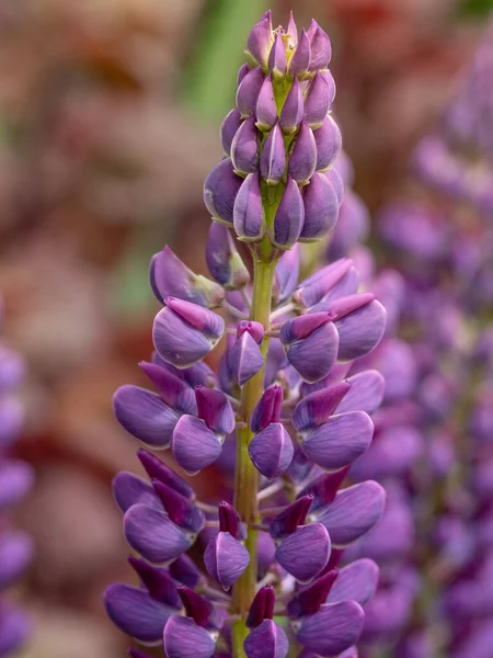 Lupine Poliphyllus Uma Planta Com Flor Pertencente Família Fabaceae — Fotografia de Stock