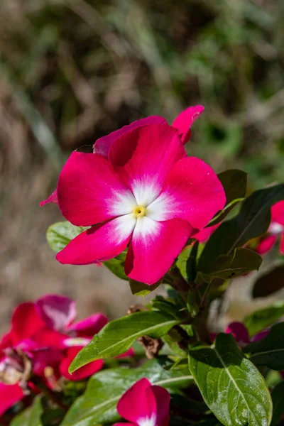 Madagáscar Periwinkle Catharanthus Roseus Rose Periwinkle Rosy Periwinkle Flor Vermelha — Fotografia de Stock