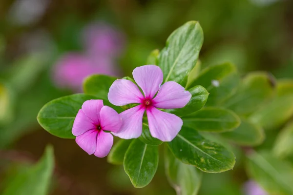 Macro Shot Madagascar Periwinkle Flower Selective Focus — Stockfoto