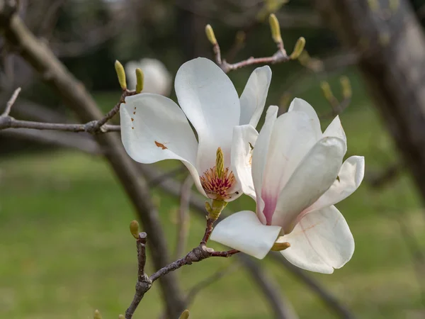 Close Buds Flowers Magnolia Bright Blue Sky Background Blossoming Magnolia — Stock Photo, Image