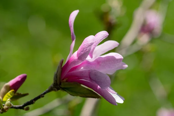 Close Buds Flowers Pink Magnolia Bright Blue Sky Background Blossoming — Stock Photo, Image