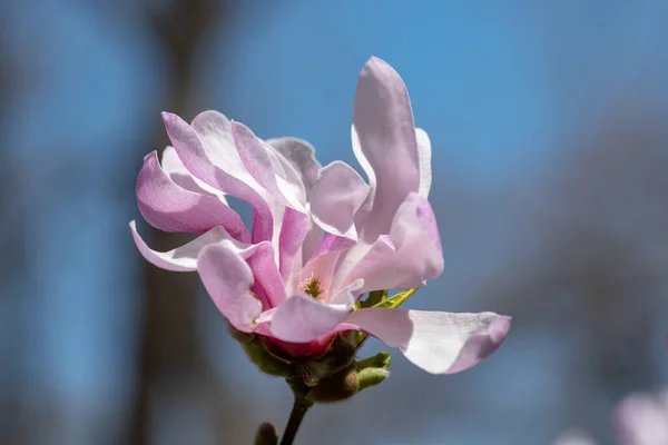 Close Buds Flowers Pink Magnolia Bright Blue Sky Background Blossoming — Stock Photo, Image