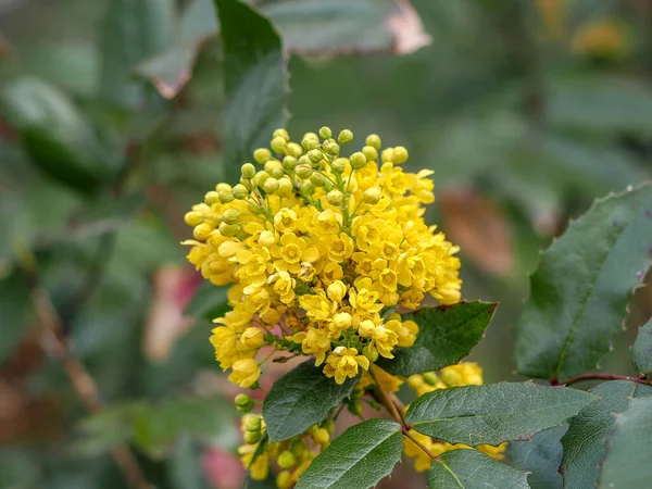 Mahonia Aquifolium Flores Jardim Primavera Plantas Úteis Homeopatia — Fotografia de Stock
