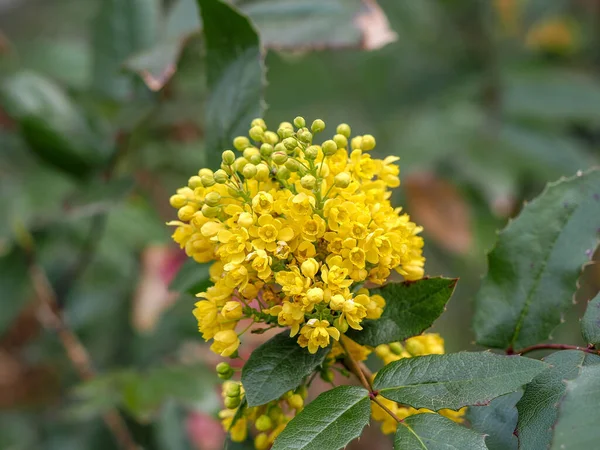 Mahonia Aquifolium Fleurs Dans Jardin Printemps Plantes Utiles Homéopathie — Photo