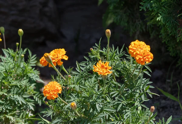 Beautiful orange marigold flowers (Tagetes erecta, Mexican marigold, Aztec marigold, African marigold) with green leaves growing in a garden.