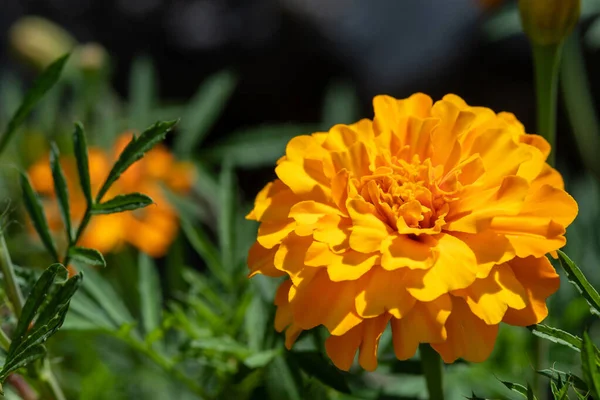 Beautiful orange marigold flowers (Tagetes erecta, Mexican marigold, Aztec marigold, African marigold) with green leaves growing in a garden.