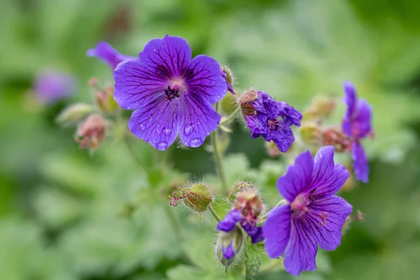 Zbliżenie Żurawia Bagiennego Geranium Palustre — Zdjęcie stockowe