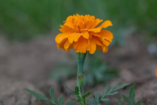 Beautiful  marigold flowers (Tagetes erecta, Mexican marigold, Aztec marigold, African marigold) with green leaves growing in a garden.