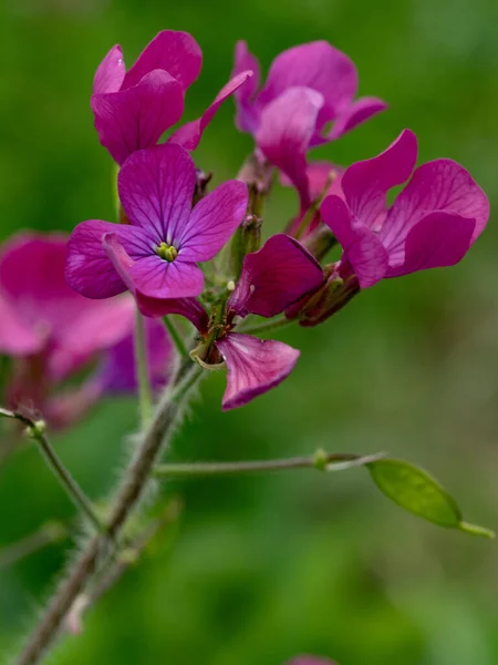 Imagen Floral Enfoque Suave Flores Matthiola Incana Jardín —  Fotos de Stock