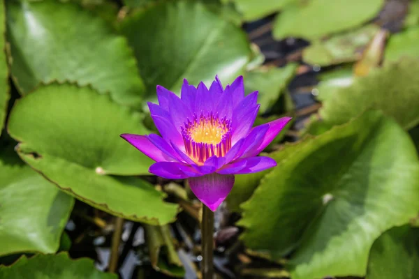 Hermosa Flor Loto Púrpura Que Crece Una Hoja Loto — Foto de Stock