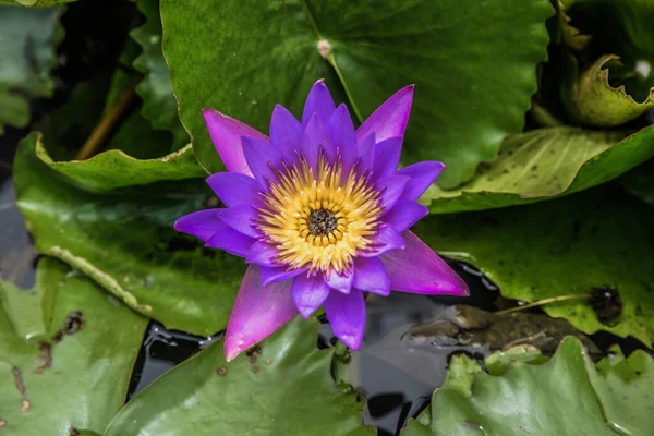 Piękny Purpurowy Kwiat Lotosu Który Rośnie Liście Lotosu Nympha — Zdjęcie stockowe