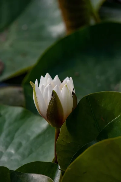 Zbliżenie Pięknej Lilii Wodnej Nymphaea Lotus Oczopląs — Zdjęcie stockowe