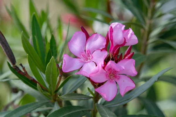 Çiçek açan Pembe Oleander çiçekleri (Oleander Nerium) yakın plan. Seçici odak