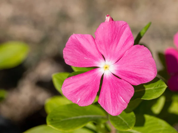 Blommande Rosa Oleander Blommor Oleander Nerium Selektiv Inriktning — Stockfoto