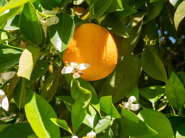 Κλείσιμο Πορτοκαλιές Στον Κήπο Επιλεκτική Εστίαση — Φωτογραφία Αρχείου