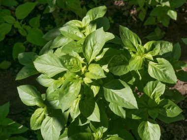 Bahçemde taze fesleğen. Aromatik aşçılık bitkileri fesleğeni