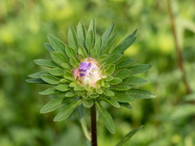 Bilinen zinya (Zinnia ihlali syn. Zinnia elegans) kırsal alanda yakın görünüm 