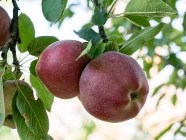 Bir grup tatlı, taze ve organik elma güneş ışığı altında yapraklarla elma ağacı dalında yetişir. Meyve arkaplanı