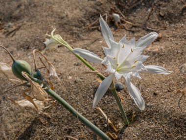 Pancratium maritimum, veya deniz nergis, Akdeniz bölgesinin soğanlı bitkisi ve Amaryllis borer, Crinum borer, Lily borer veya Kew kemerleri ile Karadeniz.