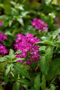 Pentas yapraklı sinirli ot veya bahçede çiçek açan Mısır yıldız kümesi çiçek.