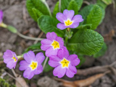 İlkbaharda ormandaki çuha çiçeği (Primula vulgaris). Bitkisel ilaç, öksürük şurubu yapılan bitki.