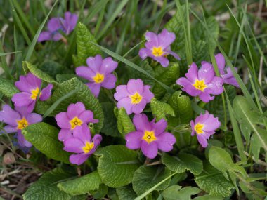 İlkbaharda ormandaki çuha çiçeği (Primula vulgaris). Bitkisel ilaç, öksürük şurubu yapılan bitki.